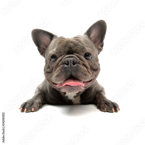 Fototapeta Naklejka Na Ścianę i Meble -  Wide angle shot of an adorable French bulldog