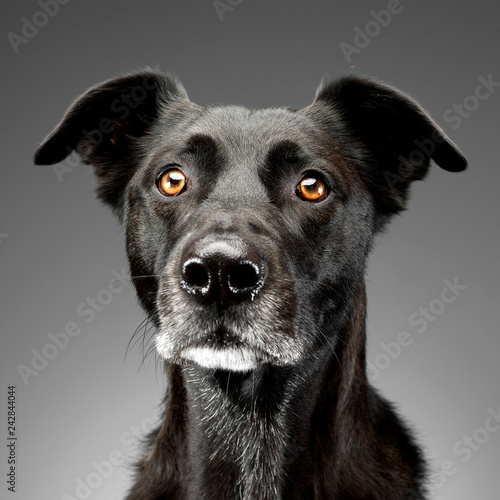 Portrait of an adorable mixed breed dog