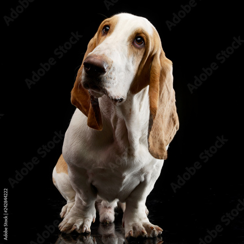 Studio shot of an adorable Basset hound © kisscsanad