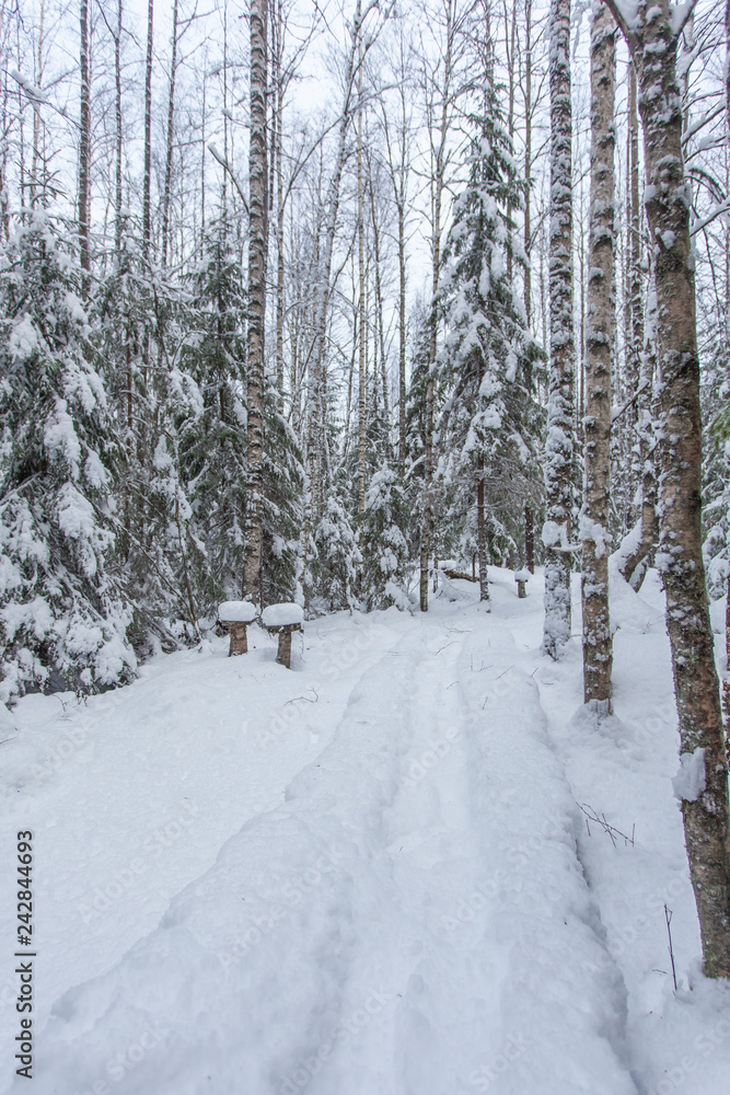 path in the winter forest of Karelia 