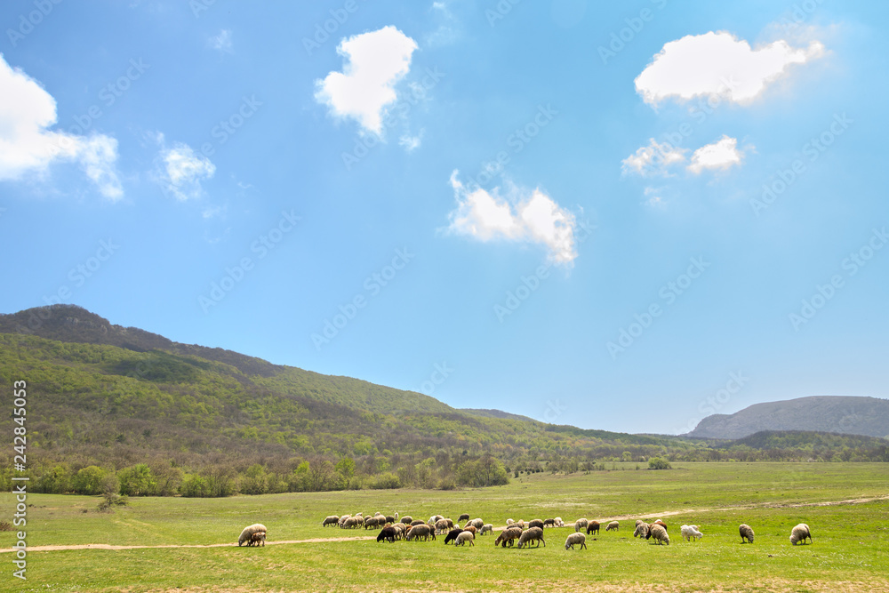 herd of sheep grazing on spring meadow at foot of mountains against sky with clouds herd of sheep grazing on spring meadow at foot of mountains against sky with clouds