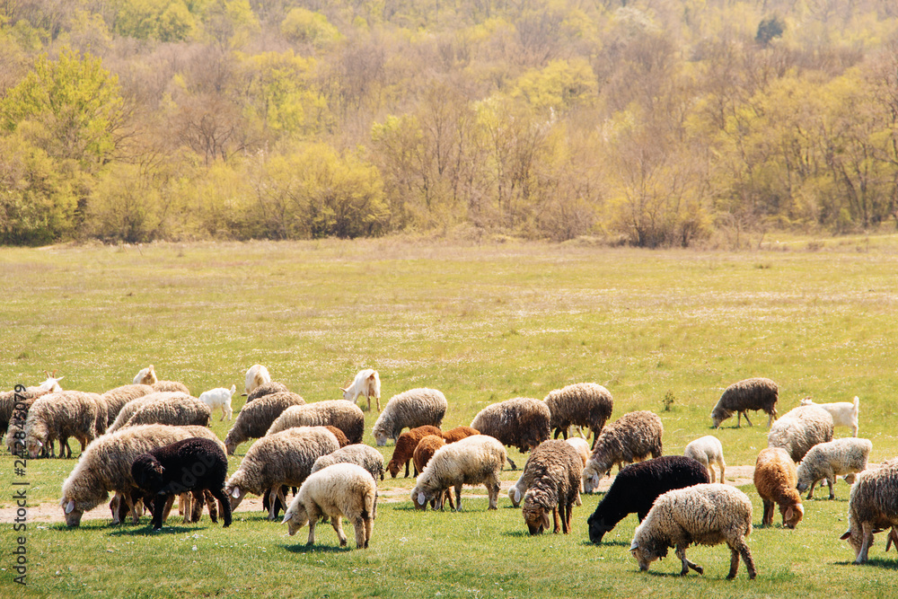 Obraz premium herd of sheep grazing on spring meadow