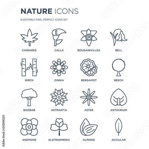 16 linear nature icons such as Cannabis, Calla, Alstroemeria, Anemone, Anthurium, Acicular, Birch, Baobab, Bergamot modern with thin stroke, vector illustration, eps10, trendy line icon set.