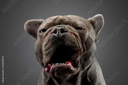 Foto Portrait of an adorable French bulldog