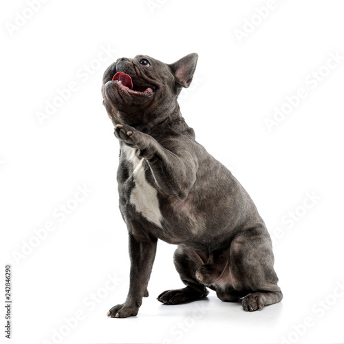 An adorable French bulldog lifting his leg © kisscsanad