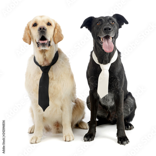 Fototapeta Naklejka Na Ścianę i Meble -  Studio shot of two adorable mixed breed dog wearing a tie