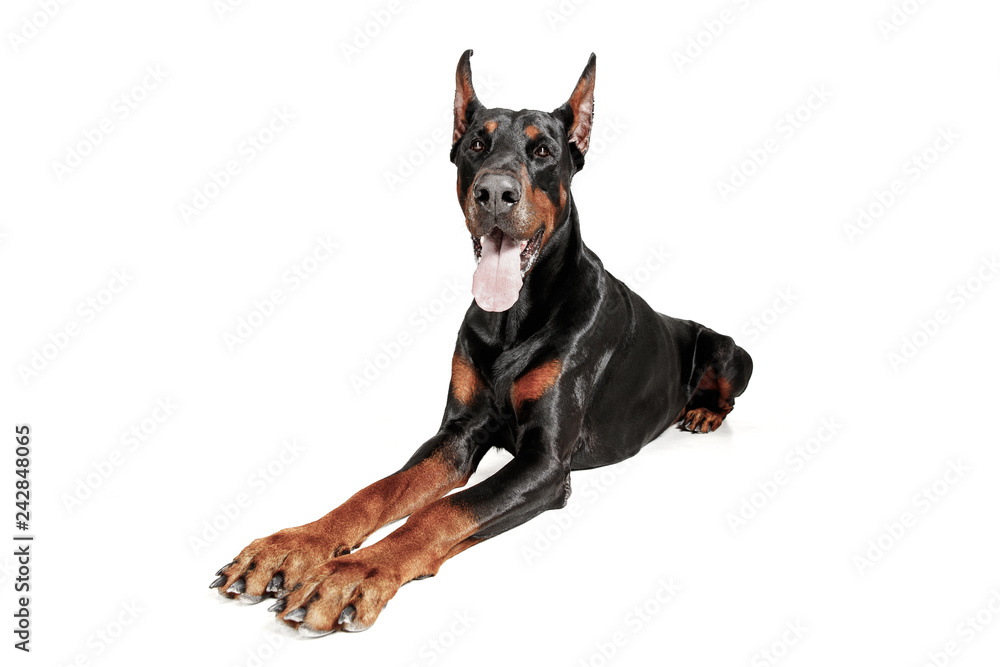 Obraz premium Doberman dog Isolated on white background in studio. The domestic pet concept