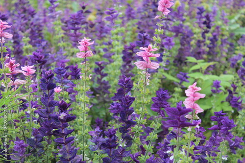 Purple Flowers on the Qinghai Tibetan Plateau Qinghai China Asia