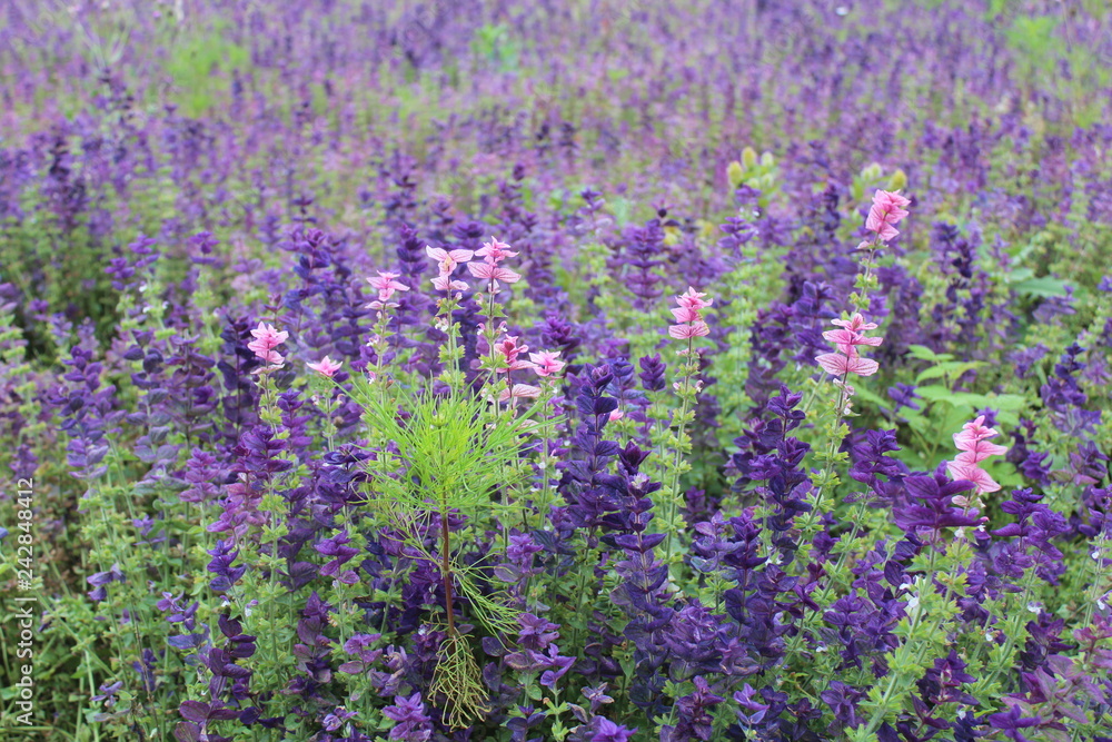 Φωτογραφία Purple Flowers on the Qinghai Tibetan Plateau Qinghai China Asia