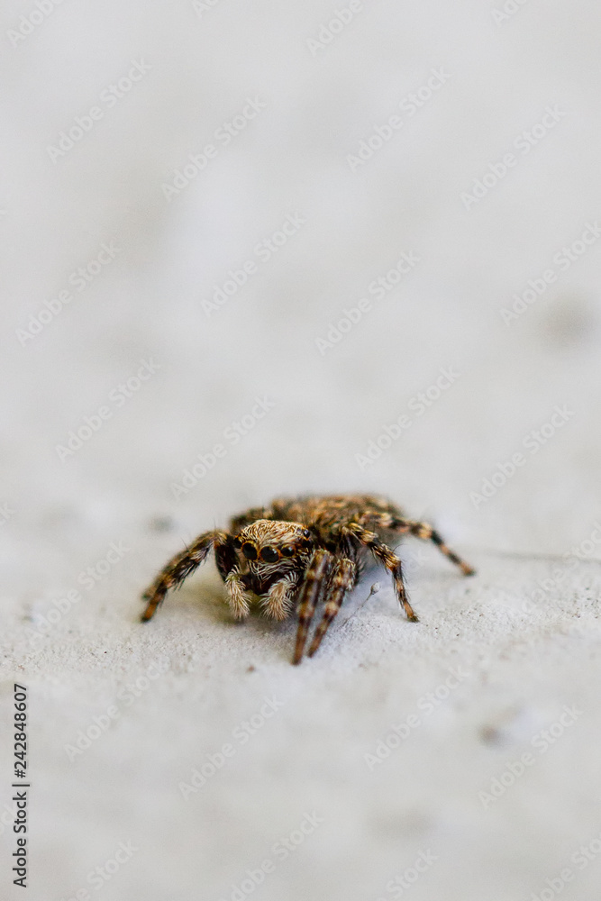 Spiders Spiders