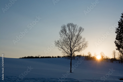夕暮の空と冬木立 © kinpouge