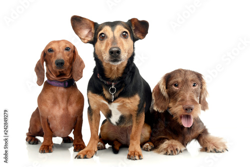 Studio shot of two adorable Dachshund and a mixed breed dog