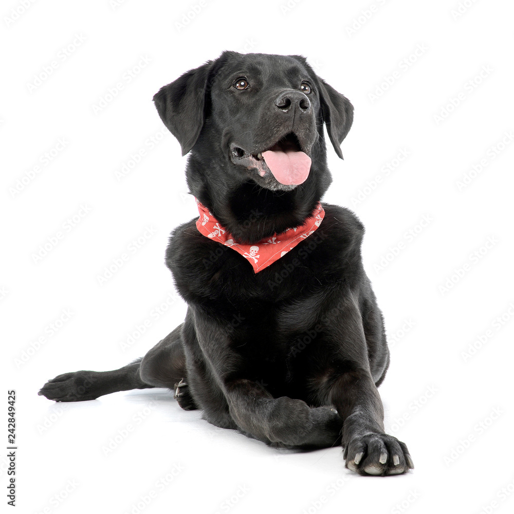 Studio shot of an adorable mixed breed dog Studio shot of an adorable mixed breed dog