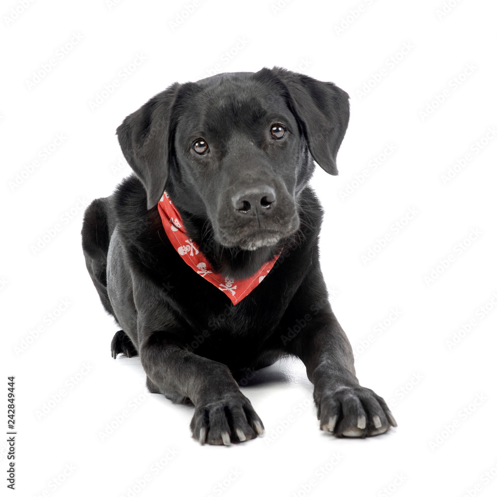 Studio shot of an adorable mixed breed dog Studio shot of an adorable mixed breed dog