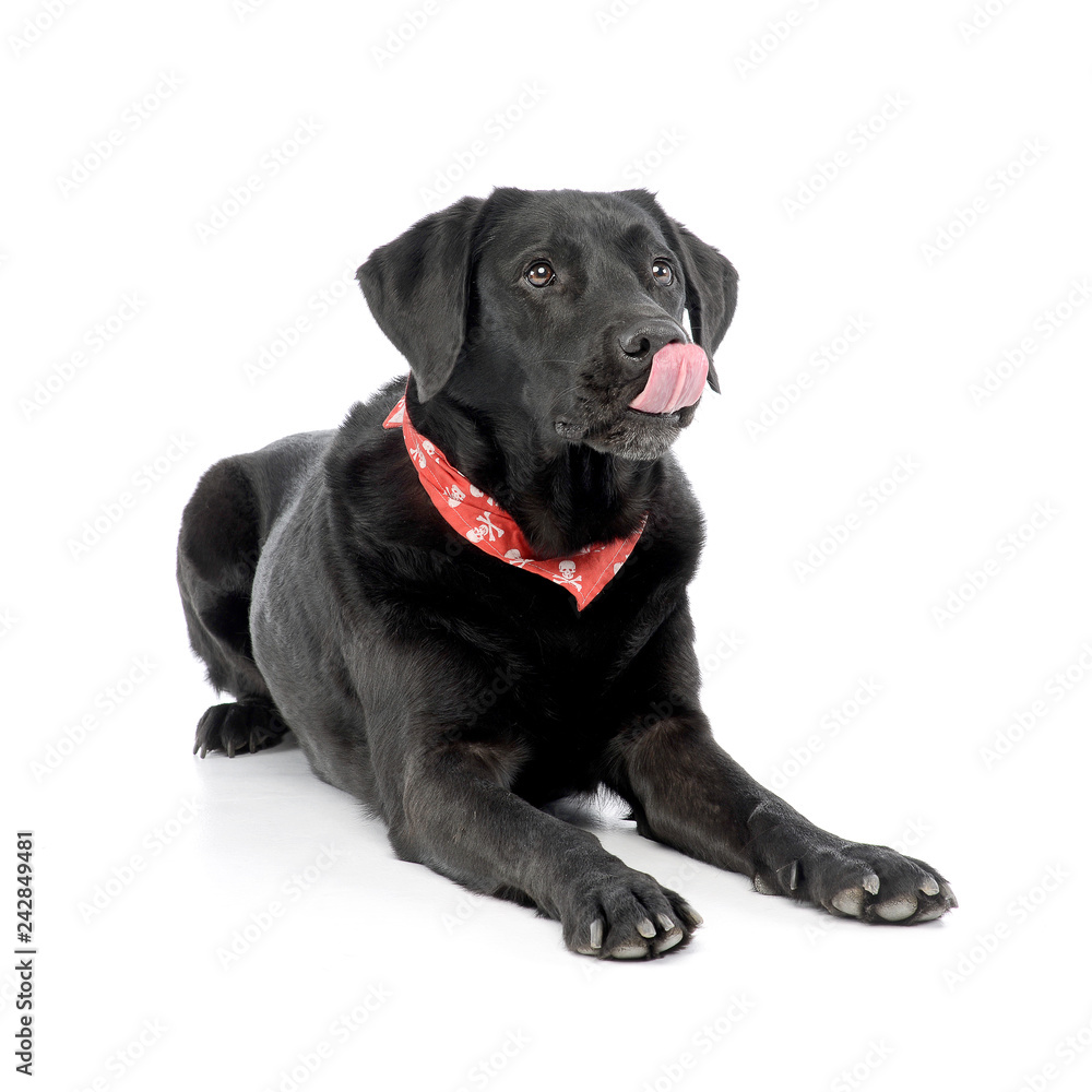 Studio shot of an adorable mixed breed dog Studio shot of an adorable mixed breed dog