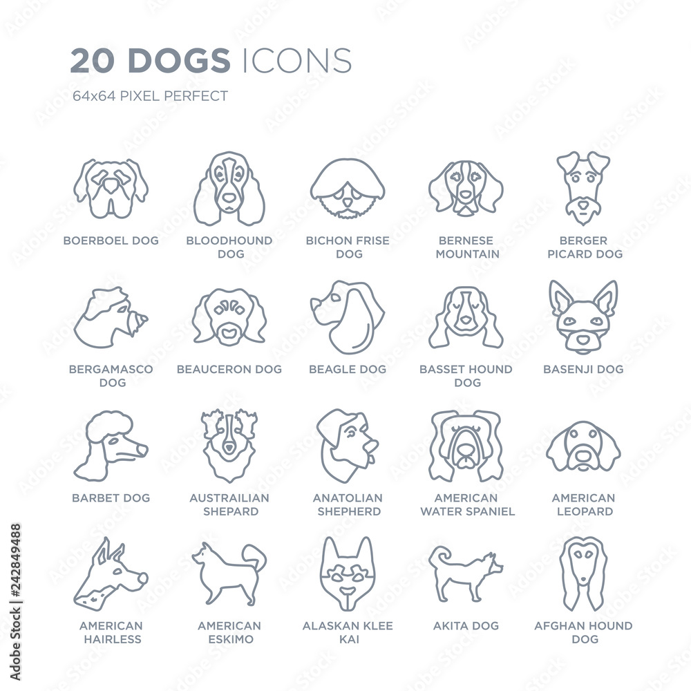 Collection of 20 dogs linear icons such as Boerboel dog, Bloodhound Alaskan Klee Kai American Eskimo Dog dog line icons with thin line stroke, vector illustration of trendy icon set.
