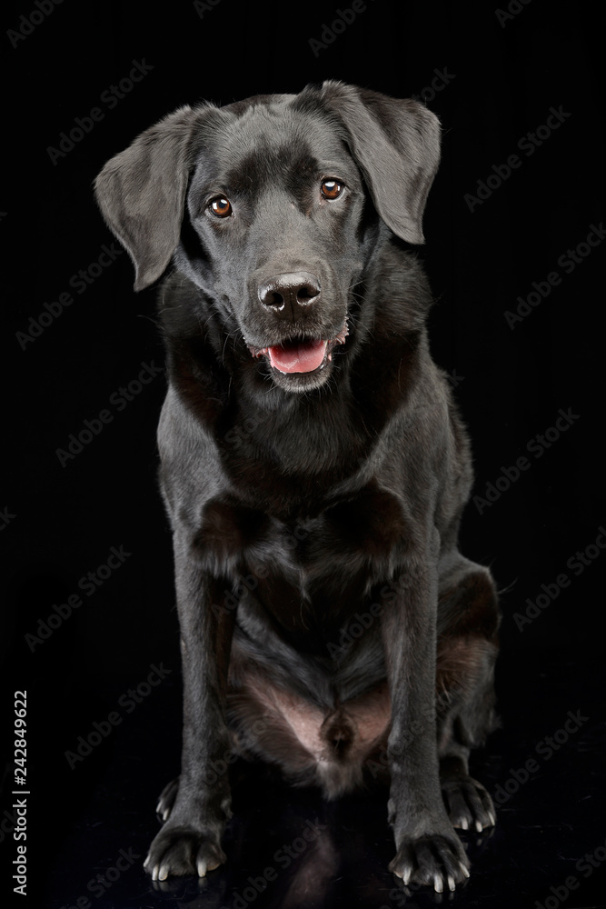 Studio shot of an adorable mixed breed
