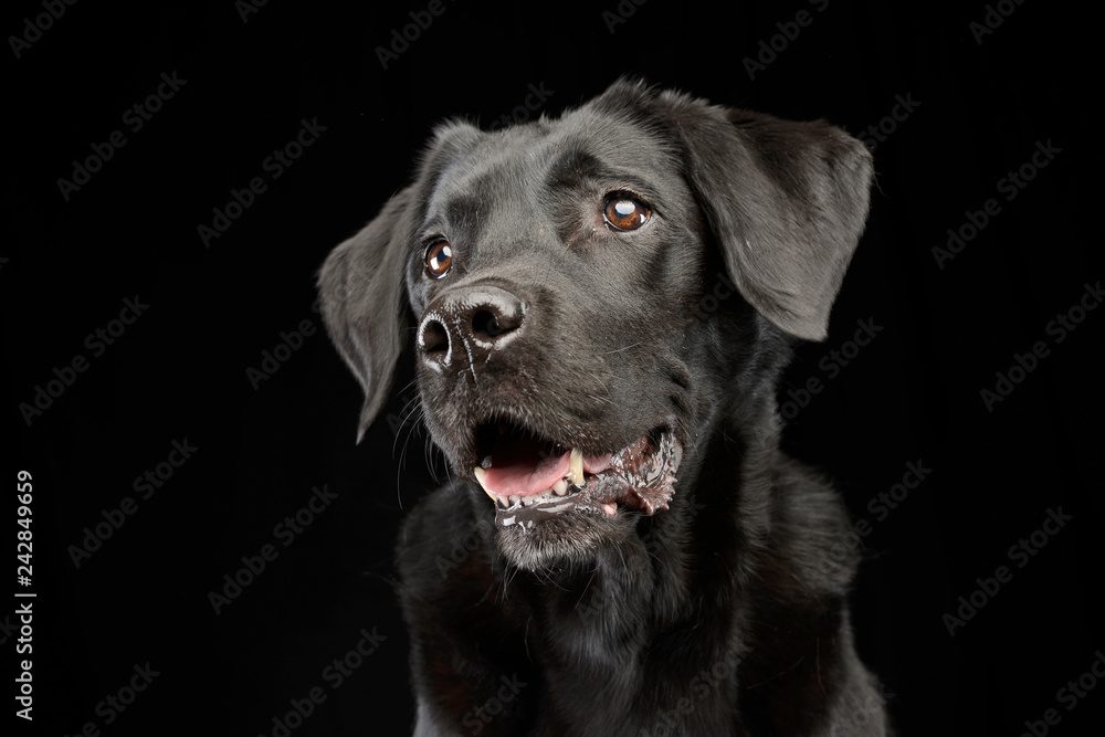 Portrait of an adorable mixed breed dog - obrazy, fototapety, plakaty 