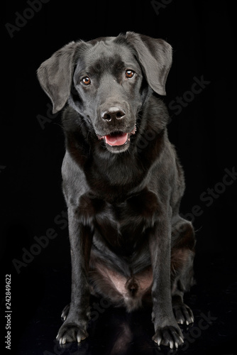 Studio shot of an adorable mixed breed