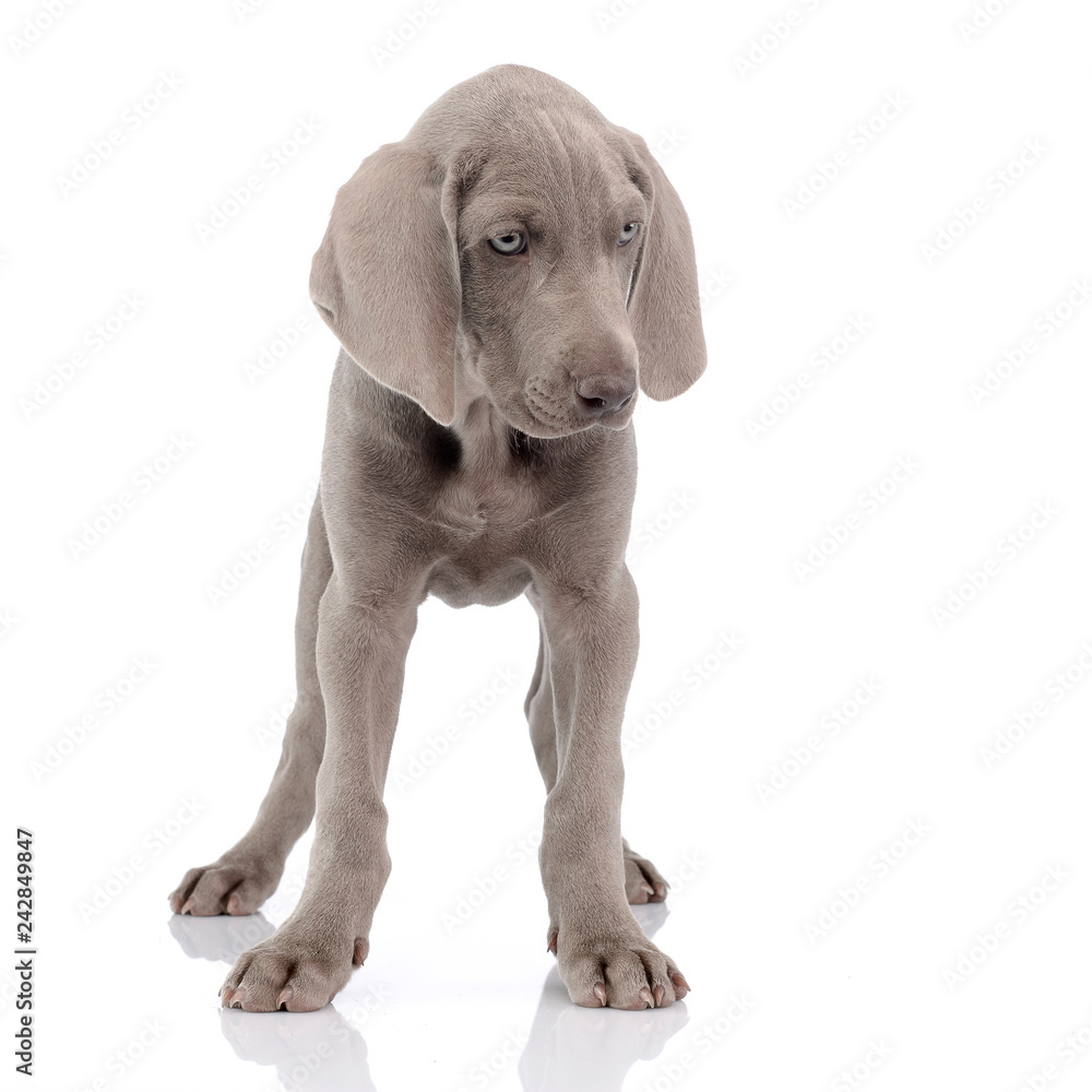 Studio shot of a cute Weimaraner puppy Studio shot of a cute Weimaraner puppy