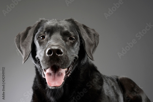 Portrait of an adorable mixed breed dog