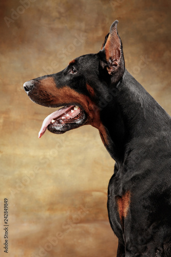 Doberman Pinscher, funny emotional dog on studio background