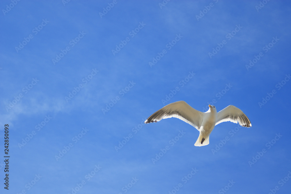 海鳥 空 素材 海鳥 空 素材