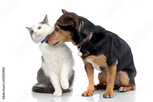 Studio shot of an adorable cat with a Dachshund dog © kisscsanad
