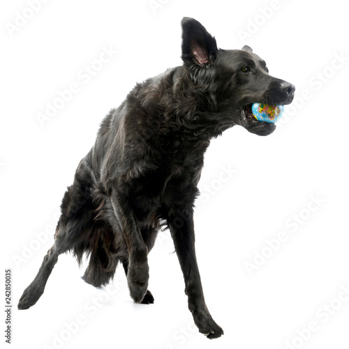 An adorable mixed breed dog playing with a ball