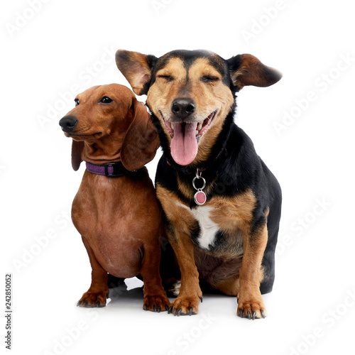 Studio shot of an adorable Dachshund with a mixed breed dog