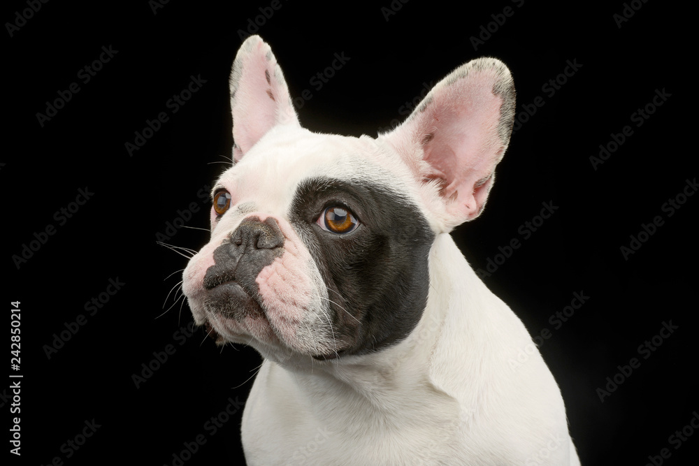 Portrait of an adorable French bulldog