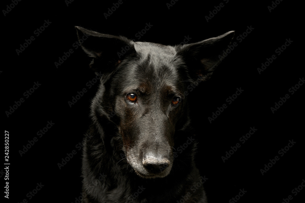 Portrait of an adorable mixed breed dog Portrait of an adorable mixed breed dog