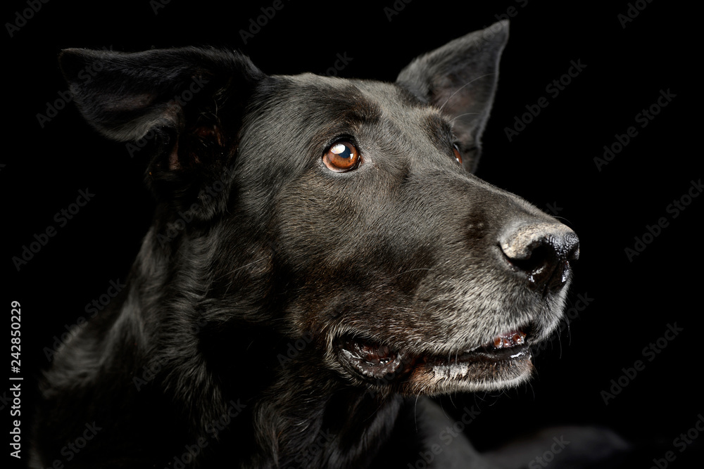 Portrait of an adorable mixed breed dog Portrait of an adorable mixed breed dog