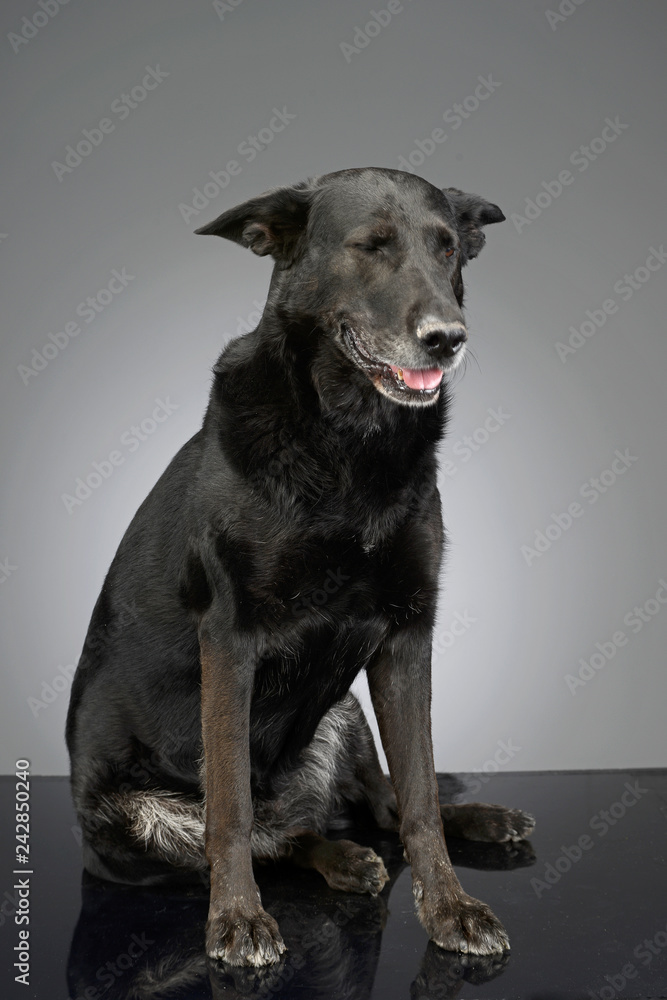 Studio shot of an adorable mixed breed dog Studio shot of an adorable mixed breed dog