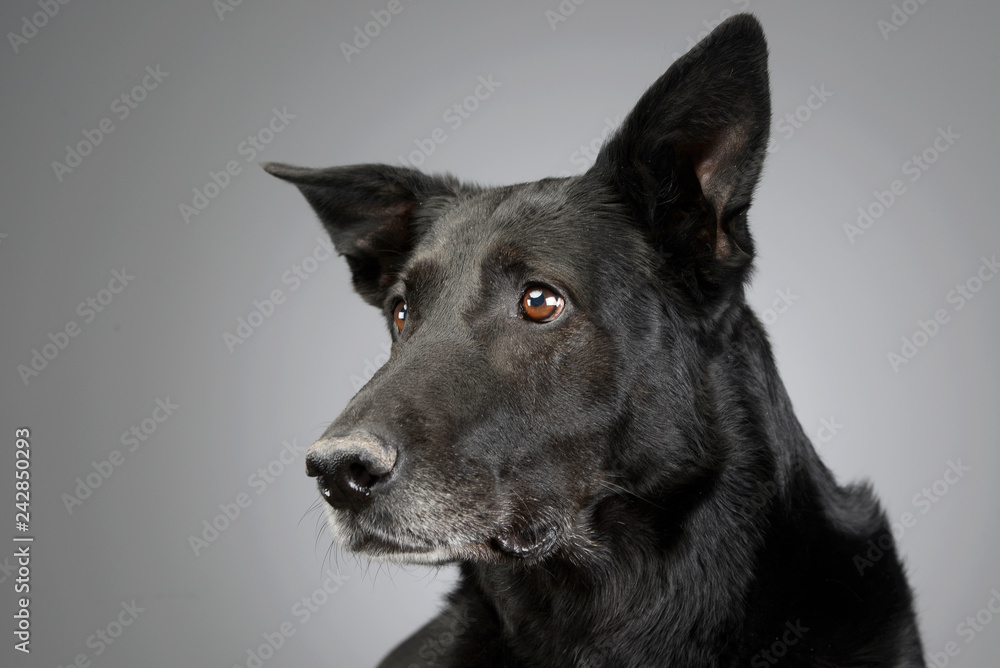 Portrait of an adorable mixed breed dog