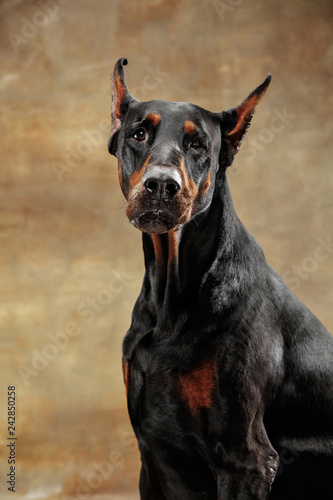 Bilde på lerret Doberman Pinscher, funny emotional dog on studio background