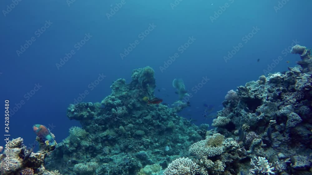 Diving. Tropical fish and coral reef. Underwater life in the ocean. Diving. Tropical fish and coral reef. Underwater life in the ocean.