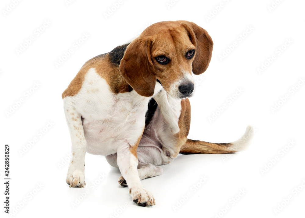 An adorable Beagle scratching it's neck