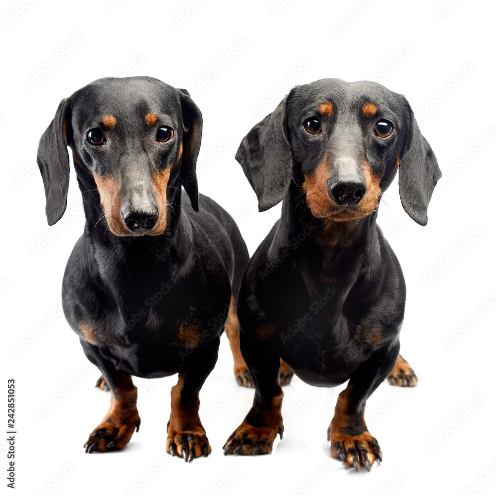 Studio shot of two adorable short haired Dachshund