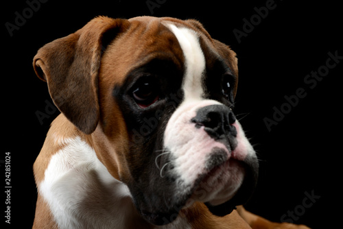 Portrait of an adorable Boxer dog © kisscsanad