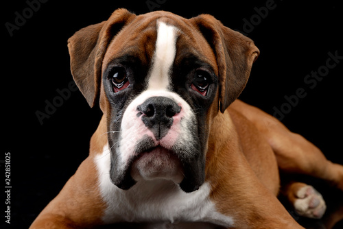Portrait of an adorable Boxer dog