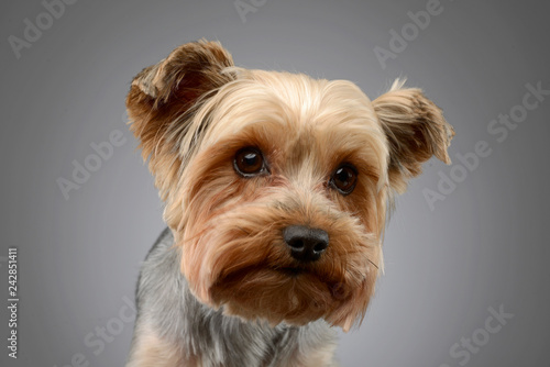 Portrait of a cute Yorkshire terrier