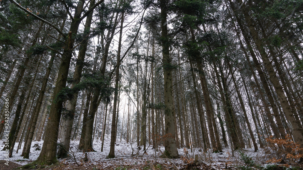Fototapeta premium Baüme im Schnee