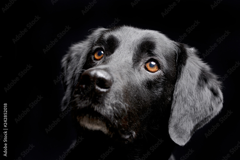 Portrait of an adorable mixed breed dog
