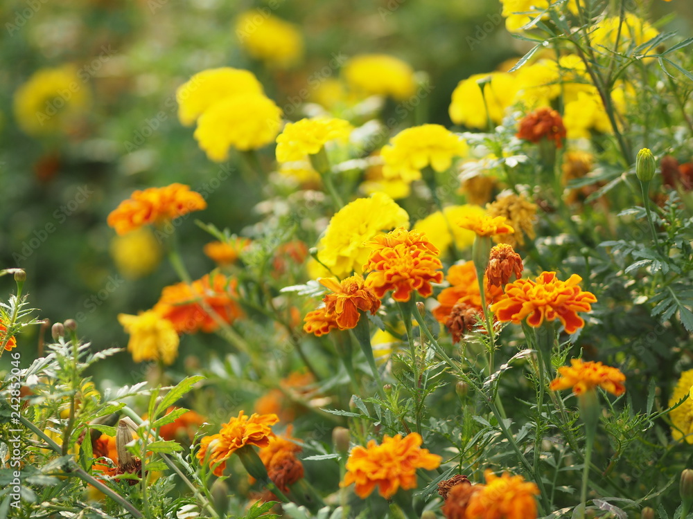 yellow and orange flower beautiful background nature