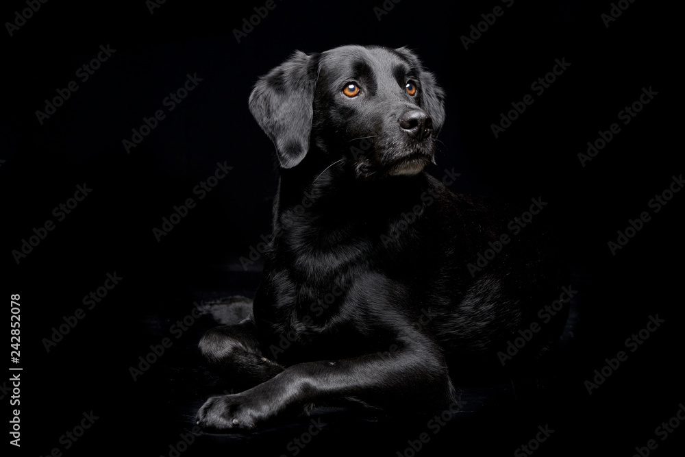 Studio shot of an adorable mixed breed dog