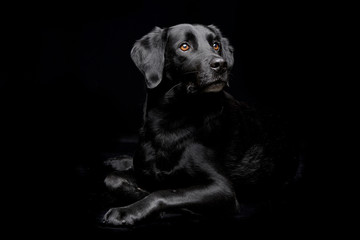 Studio shot of an adorable mixed breed dog