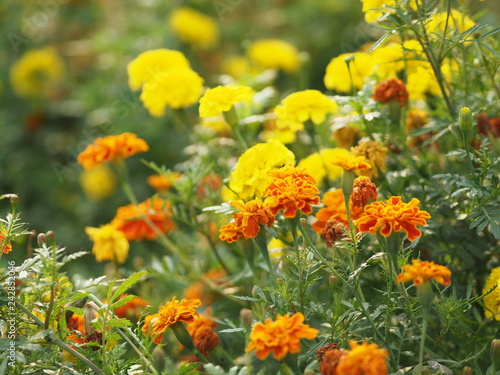 yellow and orange flower beautiful background nature © pakn