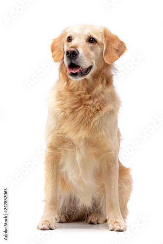 Studio shot of an adorable mixed breed dog