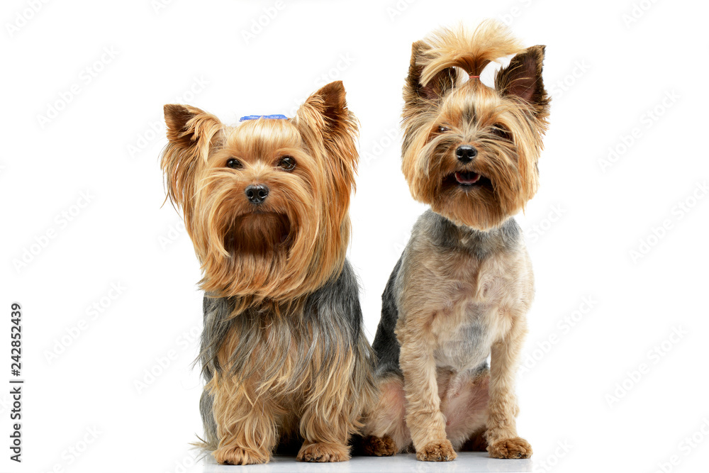 Studio shot of two adorable Yorkshire Terrier Studio shot of two adorable Yorkshire Terrier